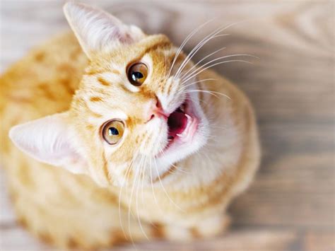 Kenapa kucing berbunyi purr  Setelah kucing betina siap, kucing jantan